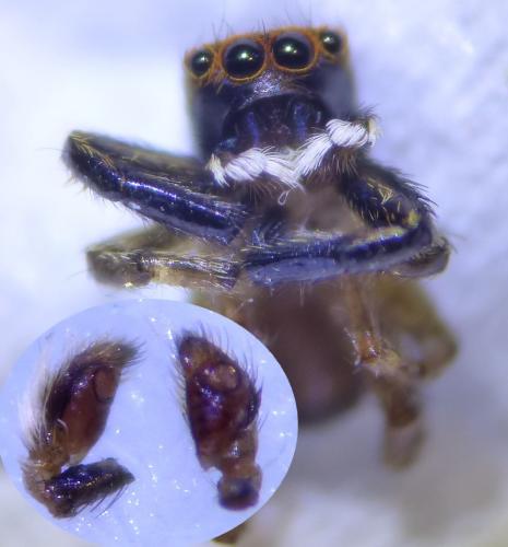 Réf. 287 591 : Euophrys frontalis